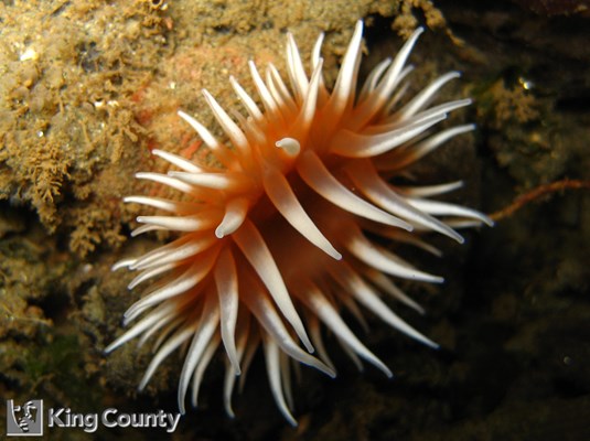 Photo of Urticina columbiana
